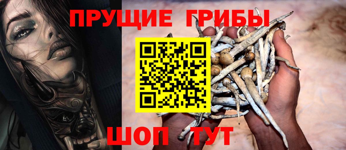 Бийск  Псилоцибиновые грибы прущие грибы  Вход с VPN  Псилоцибиновые грибы GOLDEN TEACHER 